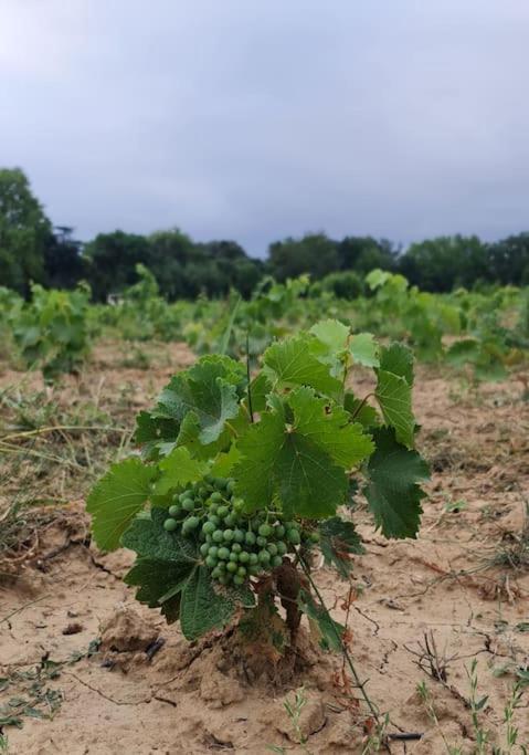 Domaine Villecarla Villedubert Extérieur photo